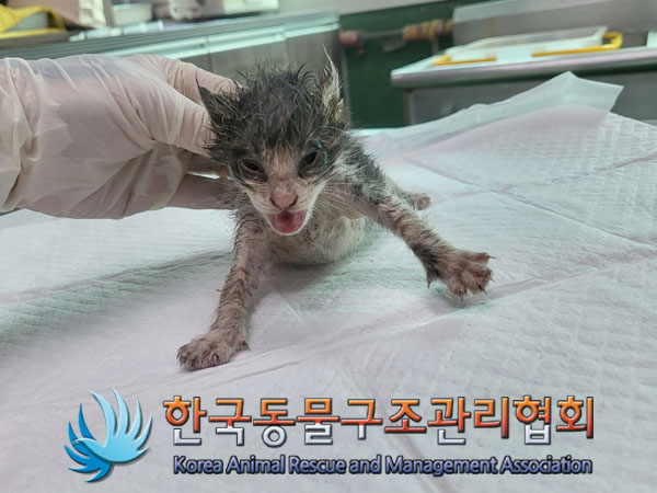 한국동물구조관리협회_441559202300937